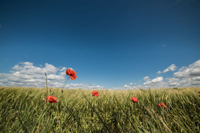Scenic view of grassy field against sky