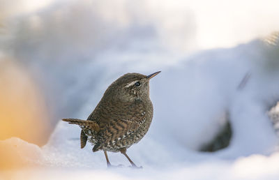 Close-up of bird on snow