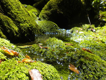 Close-up of green plants in water