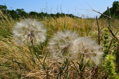 Close-up of dandelion on field against sky