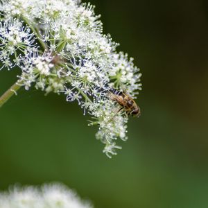 Close-up of  a fly pollinating flower