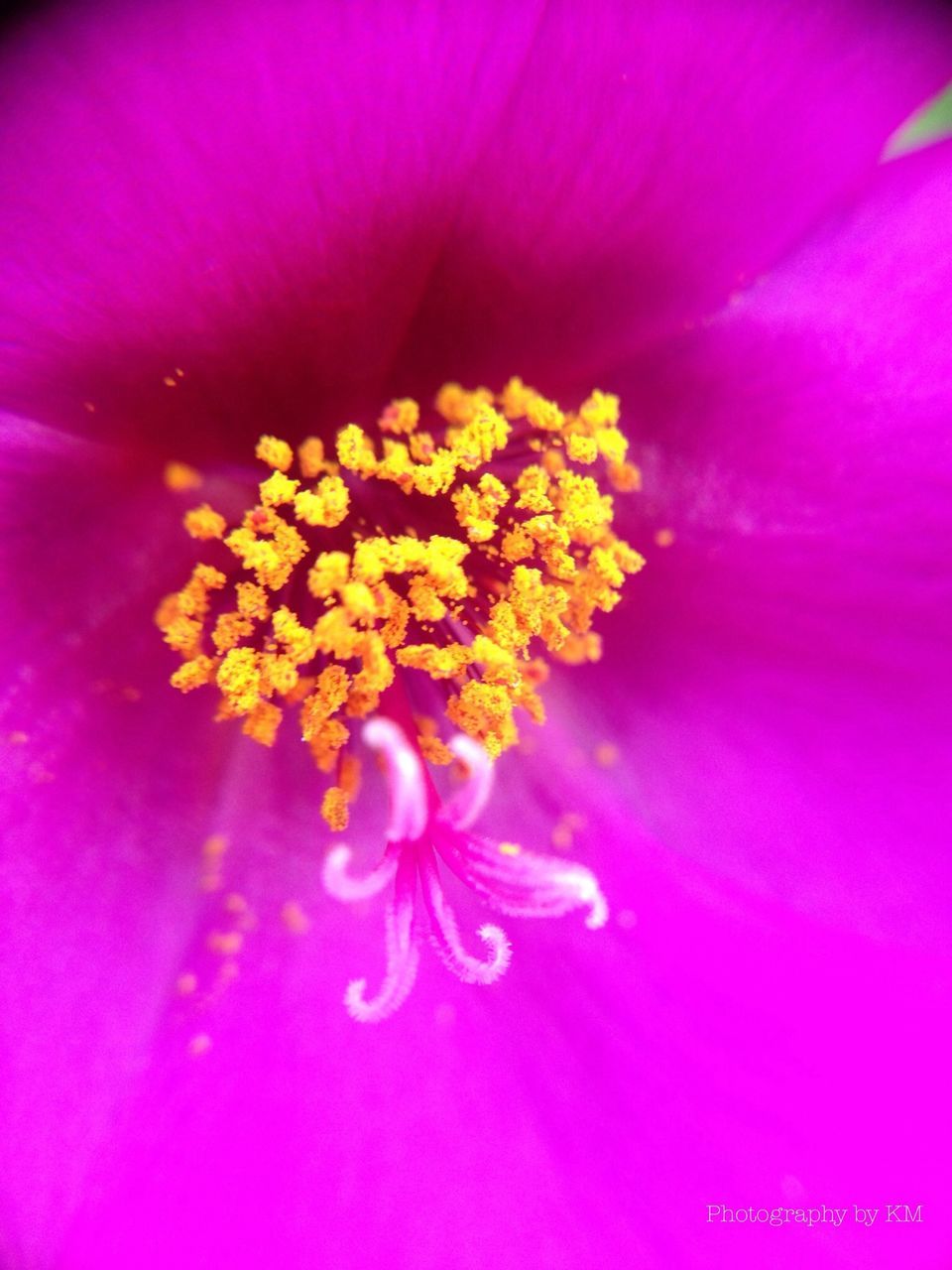 flower, freshness, petal, flower head, fragility, beauty in nature, growth, pink color, close-up, nature, stamen, blooming, pollen, blossom, backgrounds, full frame, in bloom, yellow, pink, springtime