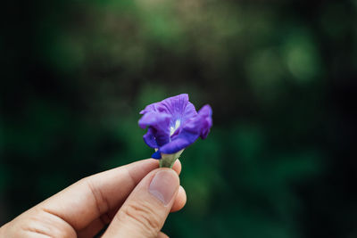 Close-up of hand holding purple flower