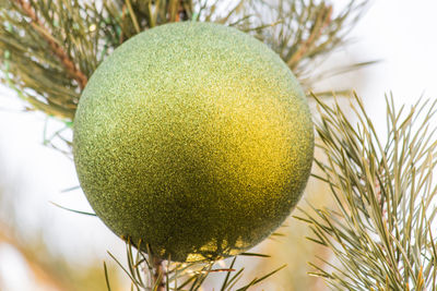 Close-up of christmas tree