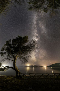 Trees against sky at night