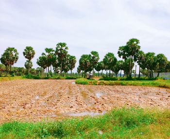 Trees on field against sky