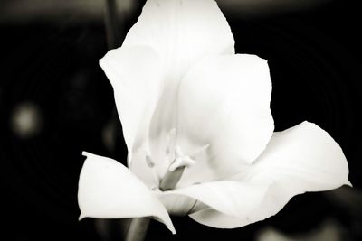 Close-up of white flowering plant