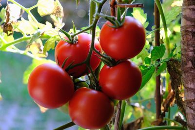 Close-up of tomatoes growing on plant