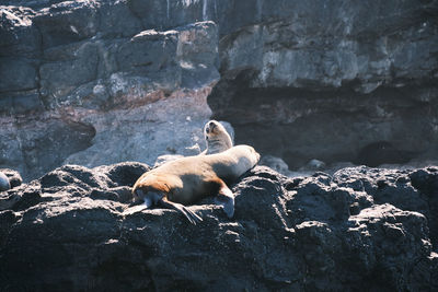 View of two cats resting on rock