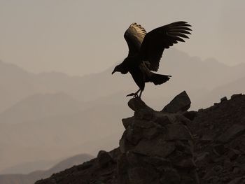 Low angle view of eagle flying against sky