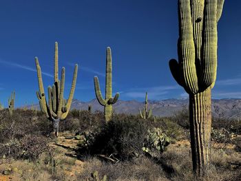 Cactus growing on field against sky