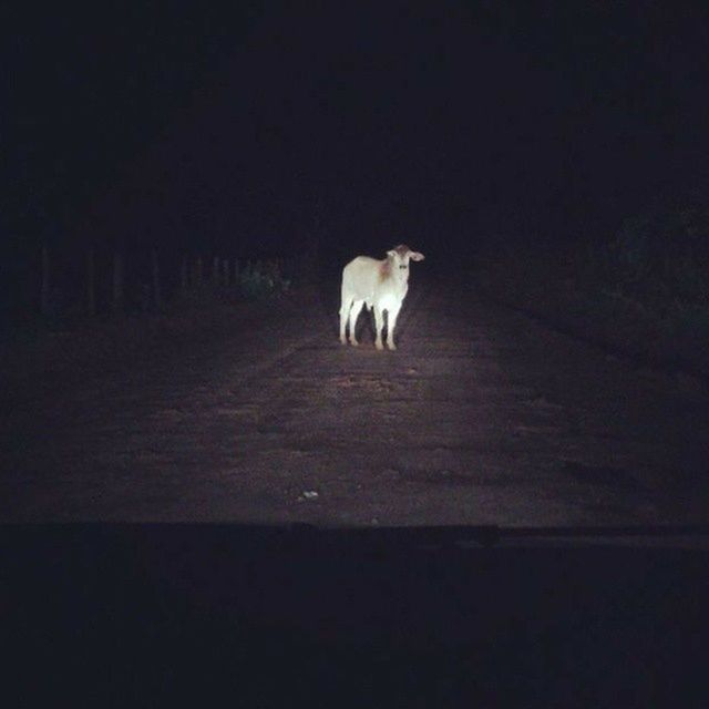 animal themes, one animal, domestic animals, night, copy space, mammal, full length, pets, dark, walking, dog, illuminated, no people, side view, standing, outdoors, white color, road, vignette, nature