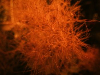 Close-up of tree