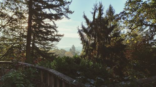 Low angle view of trees against sky