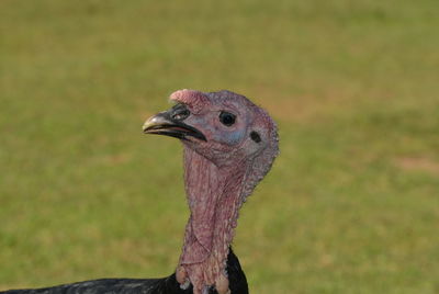 Close-up of a bird looking away