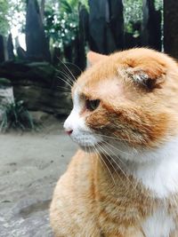 Close-up of cat looking away