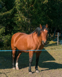 Horse standing in ranch