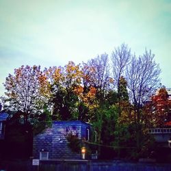 Bare trees by the river