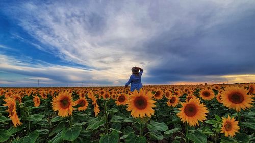 Scenic view of sunflowers on field against cloudy sky