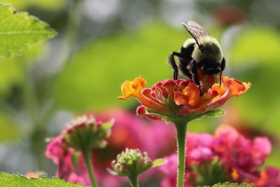 Close-up of bee on flower