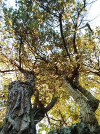 Low angle view of tree against sky