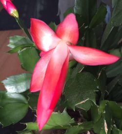 Close-up of pink flowers