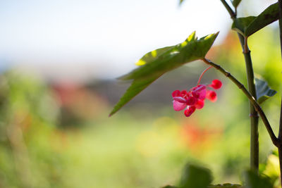 Close-up of red flowering plant