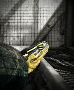 Close-up of lizard in cage