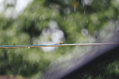 Close-up of wet spider on tree