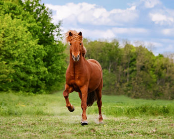 Horse running on grassy field against trees