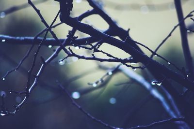 Close-up of wet tree branches