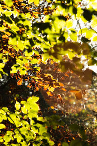 Close-up of yellow leaves on tree