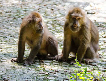 Monkeys sitting on land