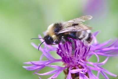 Close-up of bee pollinating on flower