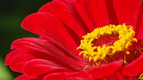 Close-up of red flower