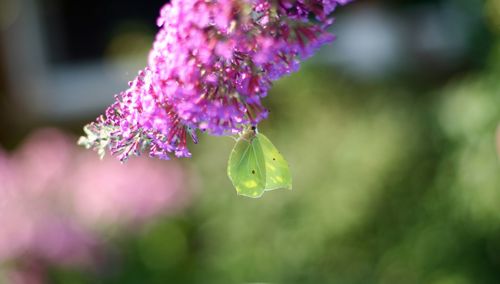 Close-up of insect on pink flower