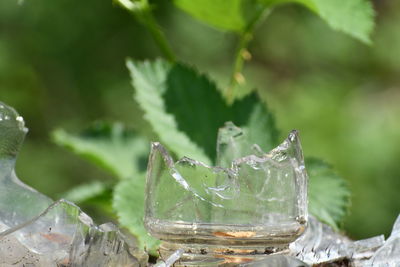 Close-up of fresh green leaves in water