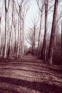 Footpath amidst bare trees in forest