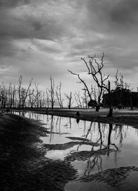 Reflection of trees in water