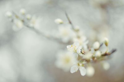 Close-up of white cherry blossoms