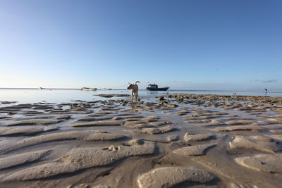 Scenic view of beach against clear sky