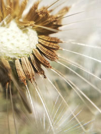 Close-up of dandelion against blurred background