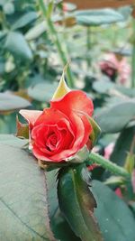 Close-up of red rose blooming outdoors