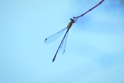 Low angle view of dragonfly against sky