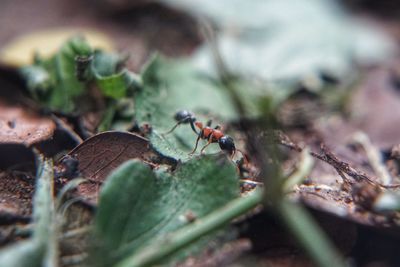 Close-up of insect on plant