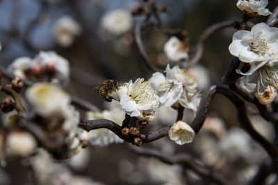 Close-up of cherry blossom on tree