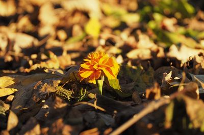 Close-up of yellow flowering plant leaves on field