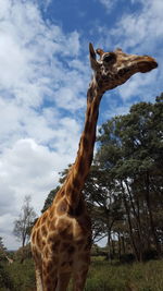 View of a horse on tree against sky