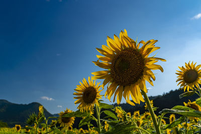 Sunflower field