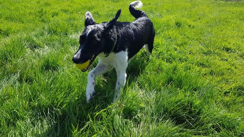 Black dog on field